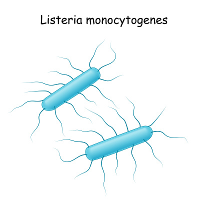 Listeria monocytogenes. bacterium that cause of Listeriosis. infection disease: sepsis, meningitis, encephalitis. intracellular parasite. Vector illustration