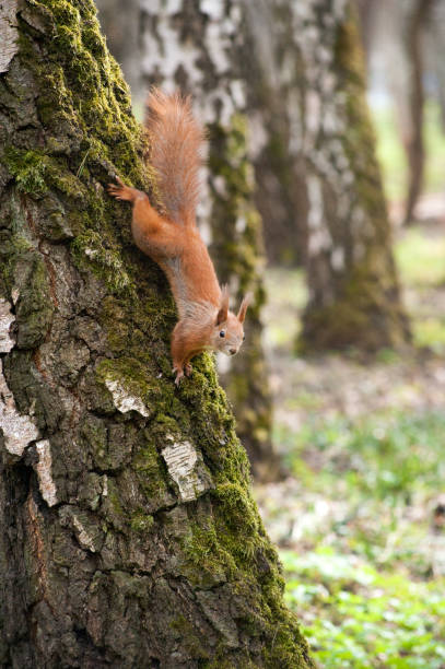 istock beautiful young squirrel sitting on a tree trunk with moss 1317510044