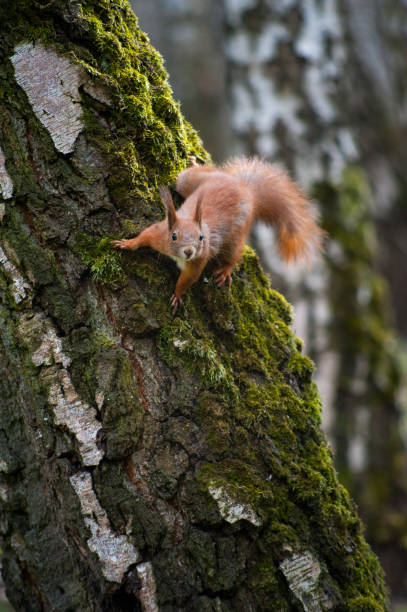 istock beautiful young squirrel sitting on a tree trunk with moss 1317510088