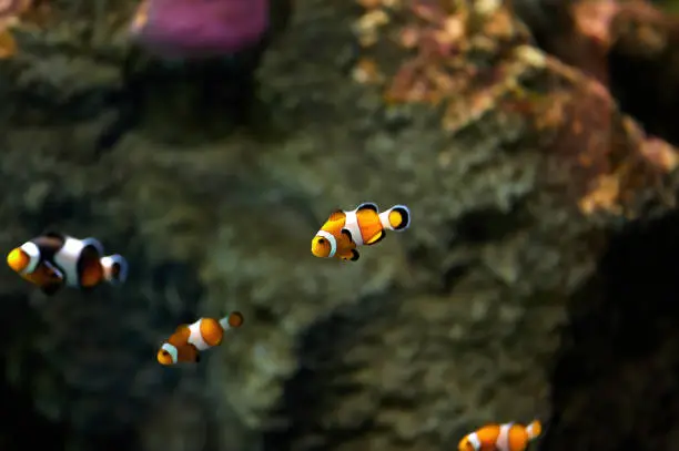 Clownfish or anemonefish (Amphiprioninae) from the Pomacentridae family swimming over a coral reef