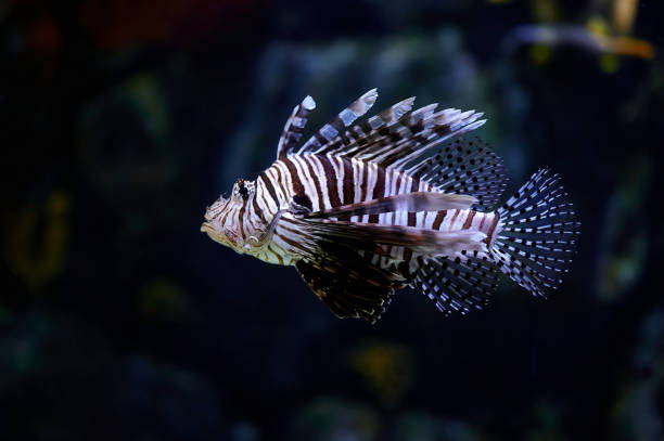 istock Poisonous marine fish Pterois, commonly known as lionfish 1317510338