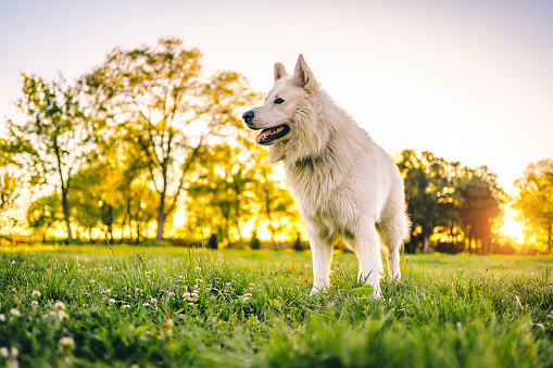 Beautiful white Swiss shepherd in the public park on a sunny day