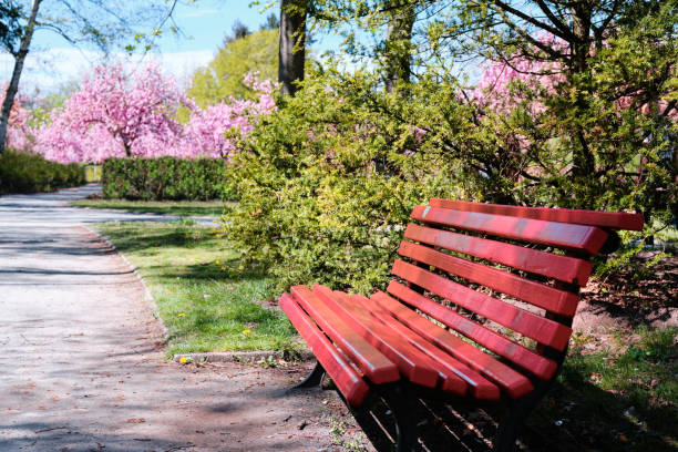 Empty red bench in park, outdoors in Spring. Empty bench painted orange red. Quiet alley in public park with sakura trees in bloom.