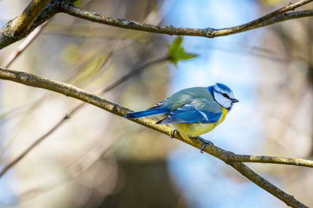 teta azul - tit fotografías e imágenes de stock