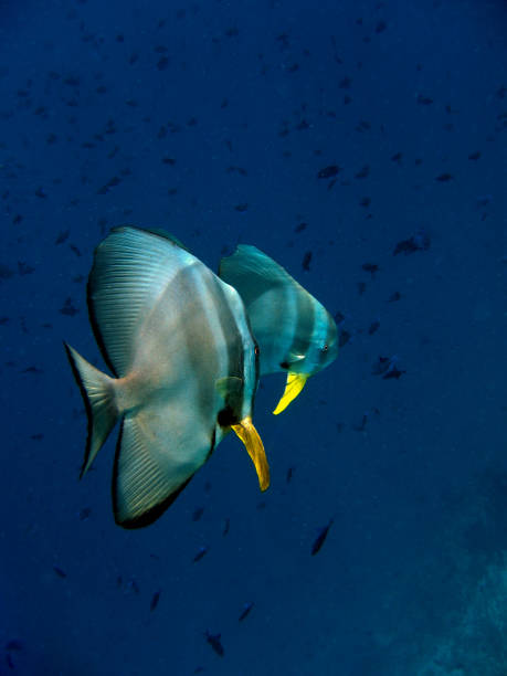 Tall fin Batfish - Platax teira in Maldives Tall fin Batfish - Platax teira in Maldives longfin spadefish stock pictures, royalty-free photos & images