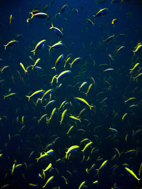 Caesio teres - Yellow and Blueback Fusilier School Caesio teres - Yellow and Blueback Fusilier School in Maldives yellowback fusilier stock pictures, royalty-free photos & images