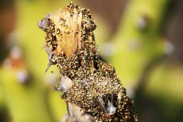 Photo of Termites eating the thorny cactus plant. Formosan subterranean termite.