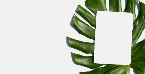 istock Blank paper on monstera leaves on white 1317513547
