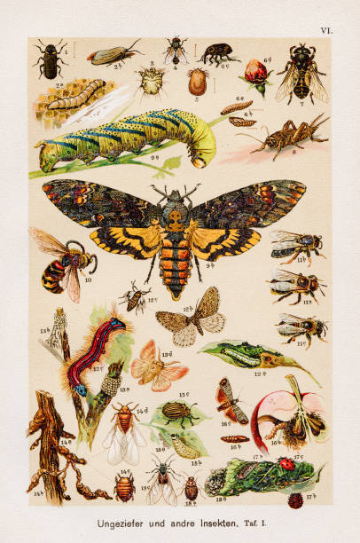 해충 및 기타 곤충 크로모폴리토그래피 1899 - chromolithograph stock illustrations
