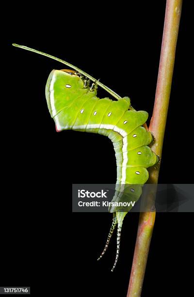 Oruga Cerura Erminea Foto de stock y más banco de imágenes de Harpía - Harpía, Animal, Belleza de la naturaleza