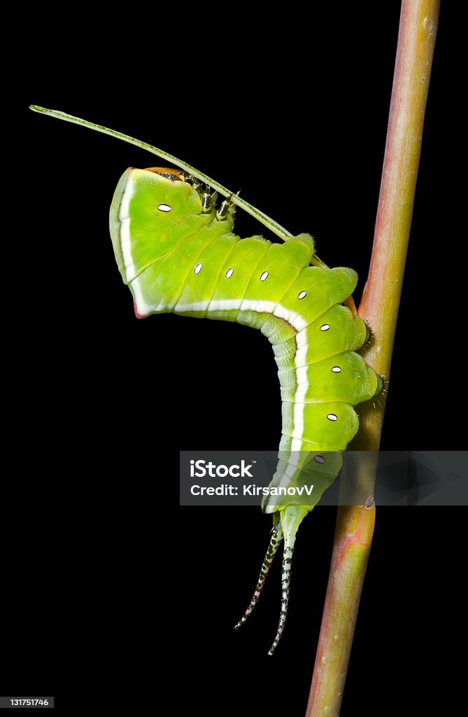 Caterpillar (Cerura erminea) - Photo de Grande queue-fourchue libre de droits