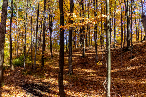 istock Dark tree trunks add beauty to the fall gold, Central Canada, ON, Canada 1317517538