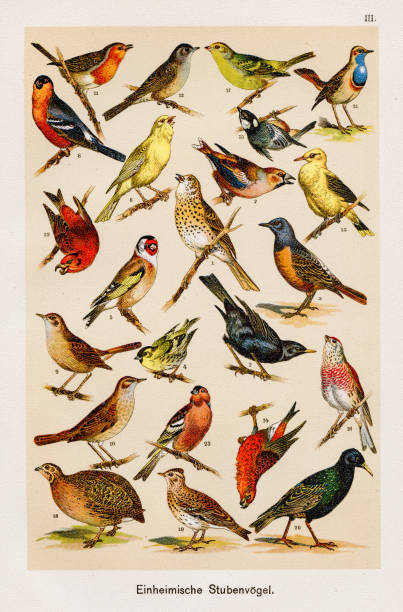 Birds Ornithology Chromolithography 1899 F. Martin's Natural History. Large edition. Revised by M. Kohler, 1899 ornithology stock illustrations