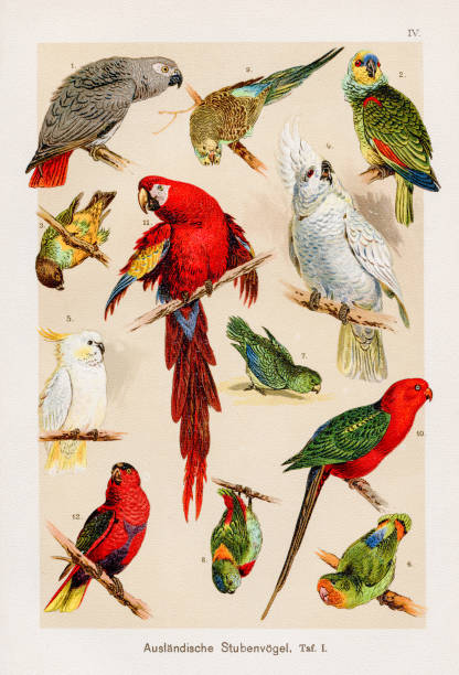 ilustrações, clipart, desenhos animados e ícones de papagaios e araras cromoolitografia 1899 - chromolithograph