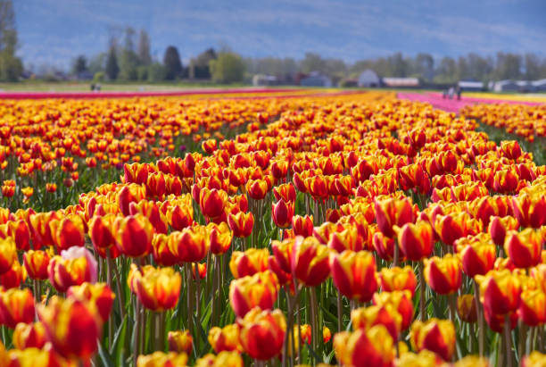 istock Tulip Blossoms in the Field 1317523050
