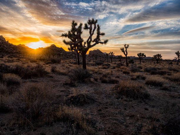 istock Sunrise in Joshua Tree 1317524161