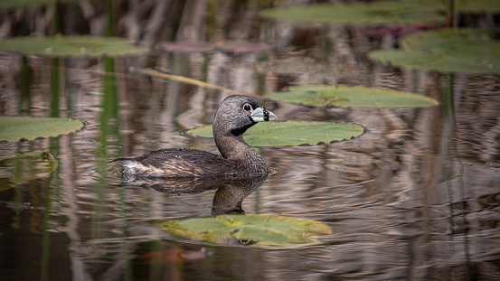 A variegated beaked grebe in on a small lake in the boreal forest.