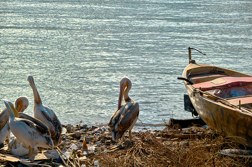 Groups of big birds storks and pelicans and small vintage and retro style fishing boat in front of the uluabat lake in bursa during sunny day.