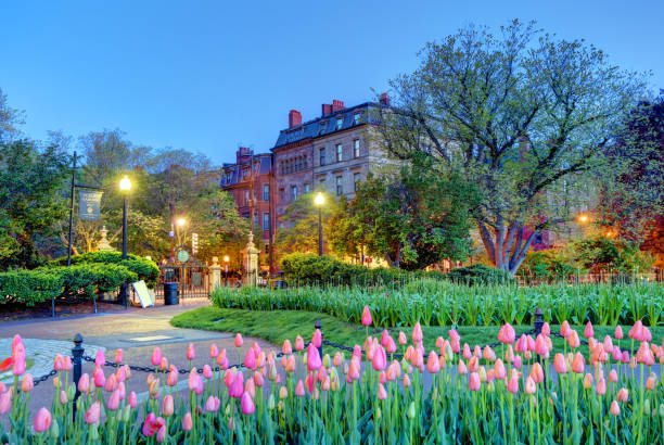 giardino pubblico di boston - boston massachusetts new england back bay foto e immagini stock