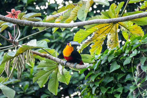 Beautiful view to toucan bird on Embauba Tree on green rainforest Beautiful view to toucan bird on Embauba Tree on green rainforest in Rio de Janeiro, RJ, Brazil channel billed toucan stock pictures, royalty-free photos & images