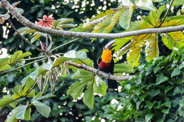 Beautiful view to toucan bird feeding on green Embauba Tree Beautiful view to toucan bird feeding on green Embauba Tree in Rio de Janeiro, RJ, Brazil channel billed toucan stock pictures, royalty-free photos & images