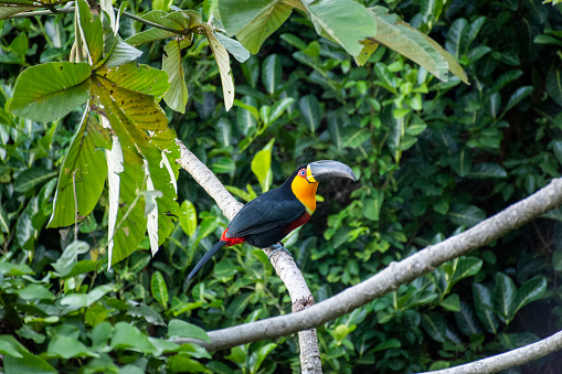 Beautiful view to toucan bird on green Embauba Tree in Rio de Janeiro, RJ, Brazil