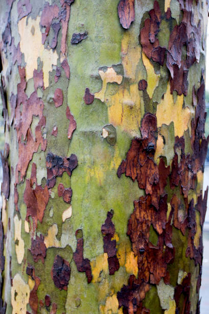 istock The beautiful patterned trunk of an American Sycamore Tree 1317526692