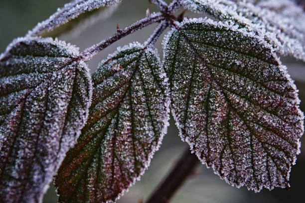 Close-Up Leaves Covered In Frost in Winchester, England, United Kingdom