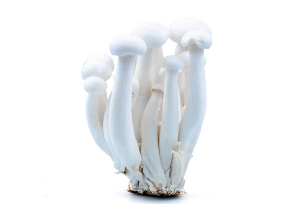 White beech mushrooms or Shimeji mushroom isolated on white background stock photo