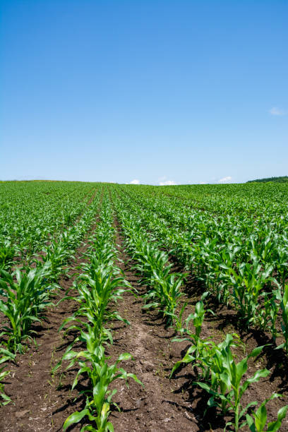 istock Green cornfield in summer with blue sky 1317528385