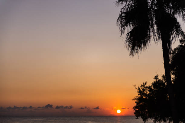 istock Sunset on the background of dark palm trees 1317529928
