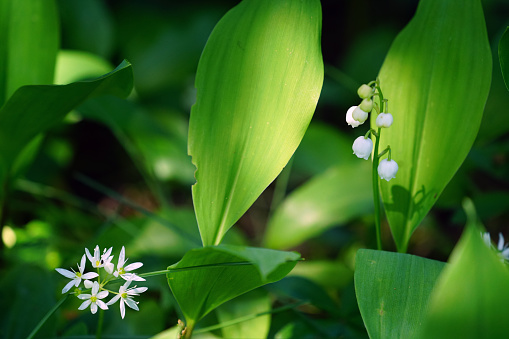 Flower blossom of wild garlic and on right Lily of the valley with the leaf's in background.. Thy have very similar leaf's with different flowers. Lily is poison's bat Wild garlic is edible.