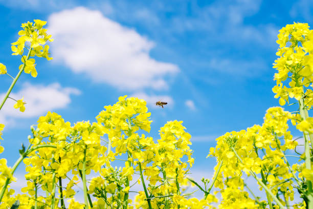 istock Blooming yellow rapeseed on a background of blue sky. 1317534565