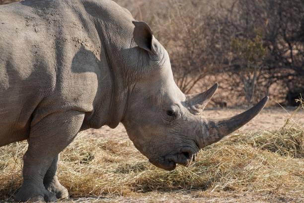 istock White Rhinoceros in Waterberg Wilderness Private Reserve, Namibia 1317535492