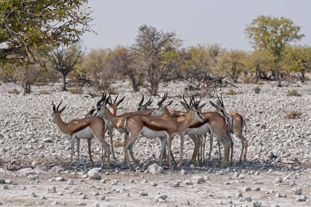 istock Springbok in Etosha National Park, Namibia 1317535496