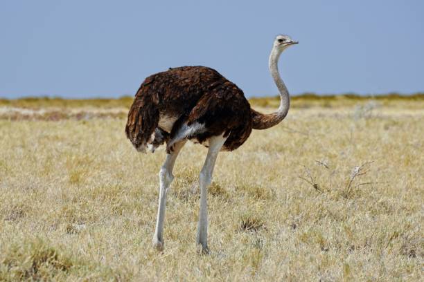 istock Female Common Ostrich in Etosha National Park, Namibia 1317535507
