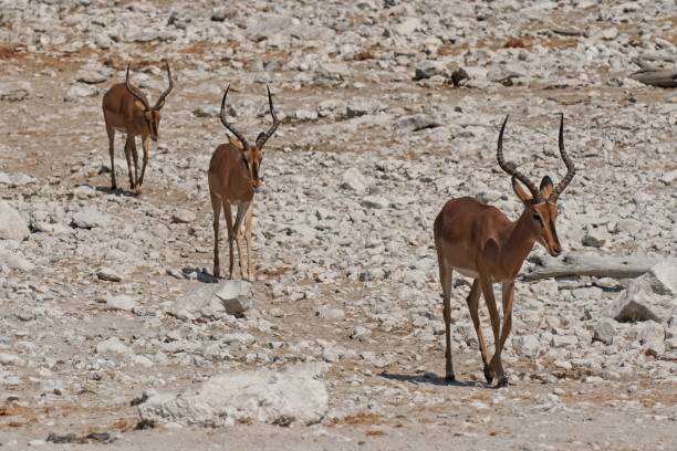 istock Black-faced Impala in Etosha National Park, Namibia 1317535593