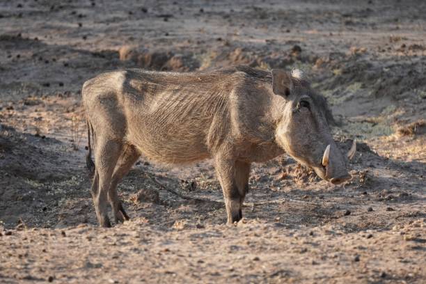 istock Warthog in Waterberg Wilderness Private Reserve, Namibia 1317535636