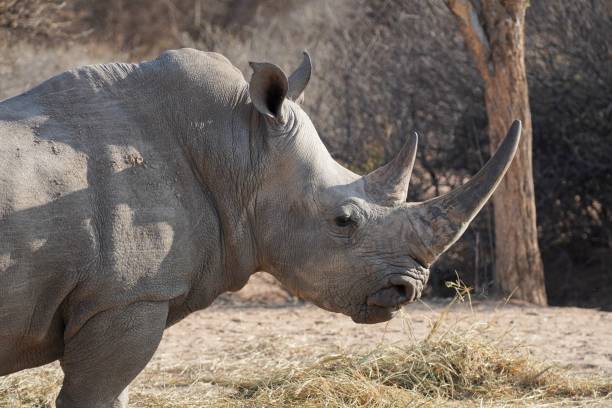istock White Rhinoceros in Waterberg Wilderness Private Reserve, Namibia 1317535669