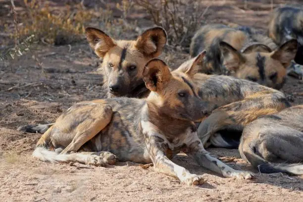 African Wild Dogs in Erindi Private Game Reserve, Namibia