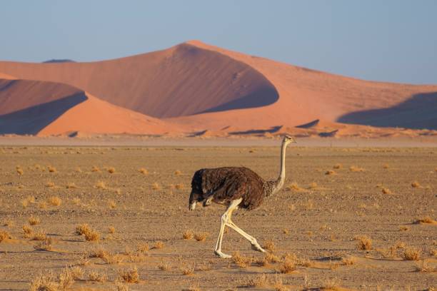 istock Common Ostrich in Namib-Naukluft National Park, Namibia 1317536634