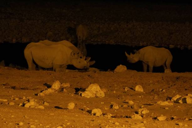 istock Black Rhinoceros in Etosha National Park, Namibia 1317536685