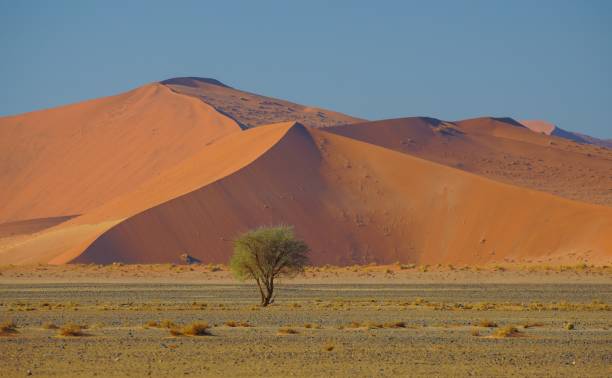 istock Sand Dunes in Namib-Naukluft National Park, Namibia 1317536716