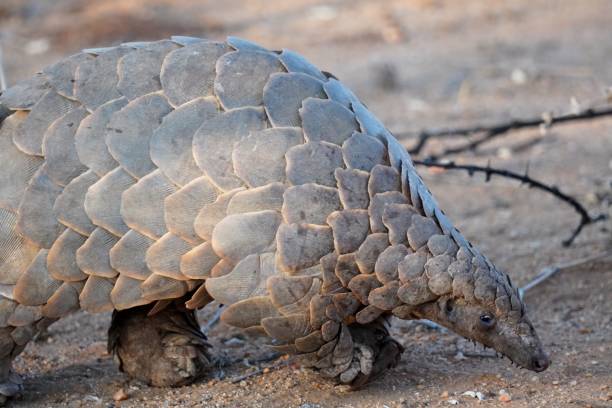 istock Ground Pangolin in Erindi Private Game Reserve, Namibia 1317536831