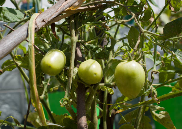 istock three green tomatoes in their growing stage. 1317537915