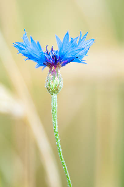 Blue flower stock photo