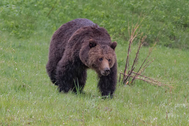 istock Grizzly bear sow on the move with determination 1317538757
