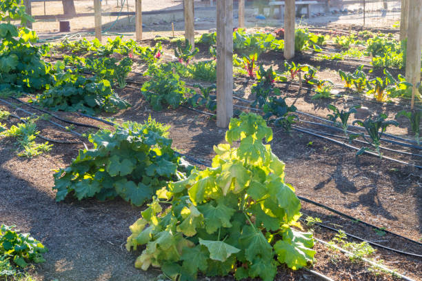 rzędy sałaty i warzyw rosnących w nawadnianym ogrodzie miejskim - irrigation equipment crop agricultural sprinkler homegrown produce zdjęcia i obrazy z banku zdjęć