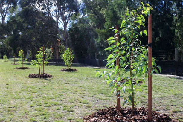 istock New trees planted in a public park 1317541166