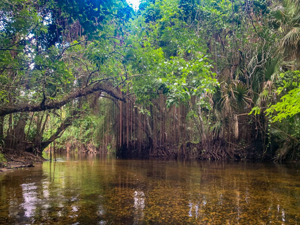 istock Cypress swamp river in Florida 1317542723